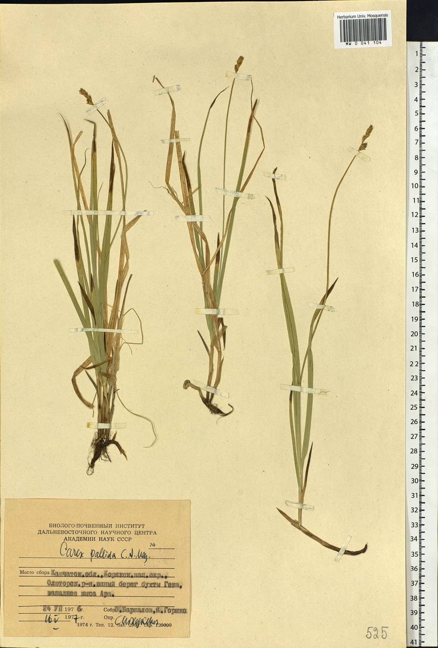 Carex accrescens Ohwi, Siberia, Chukotka & Kamchatka (S7) (Russia)