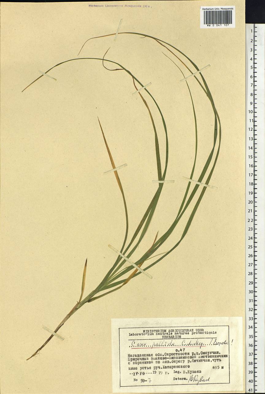 Carex accrescens Ohwi, Siberia, Chukotka & Kamchatka (S7) (Russia)