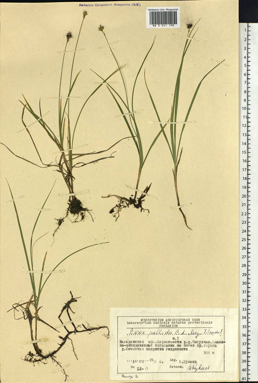 Carex accrescens Ohwi, Siberia, Chukotka & Kamchatka (S7) (Russia)