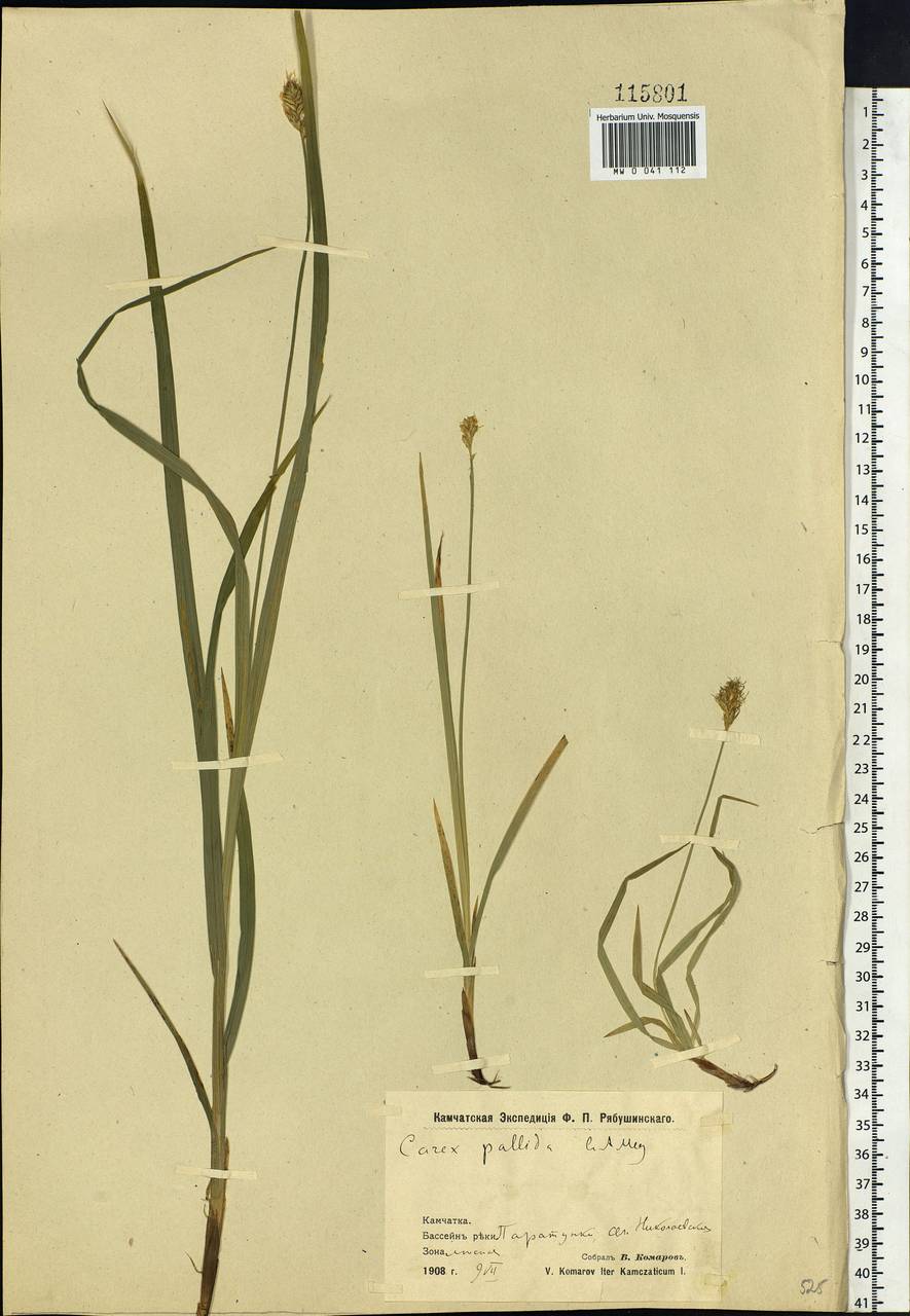 Carex accrescens Ohwi, Siberia, Chukotka & Kamchatka (S7) (Russia)