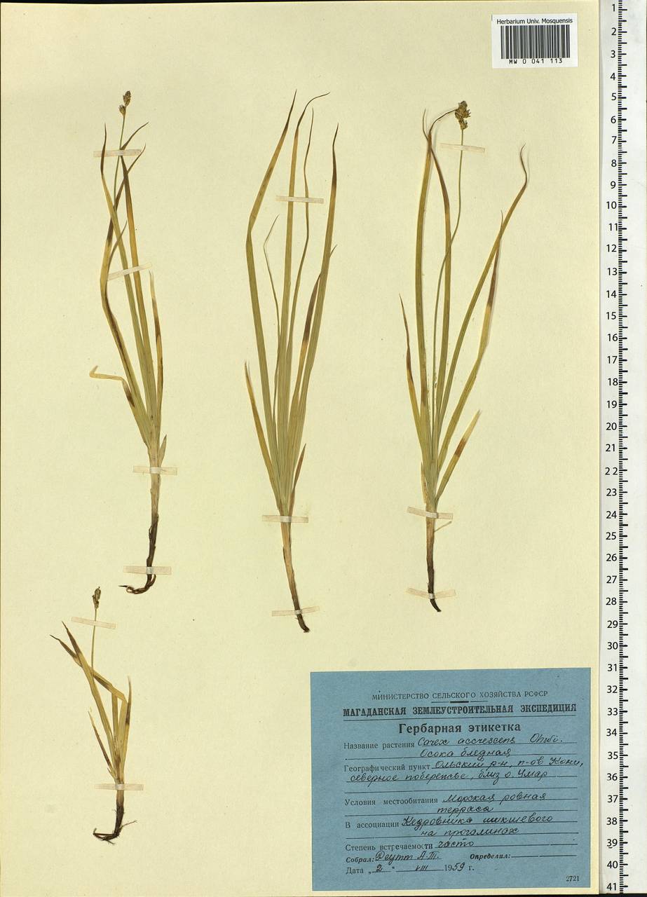 Carex accrescens Ohwi, Siberia, Chukotka & Kamchatka (S7) (Russia)