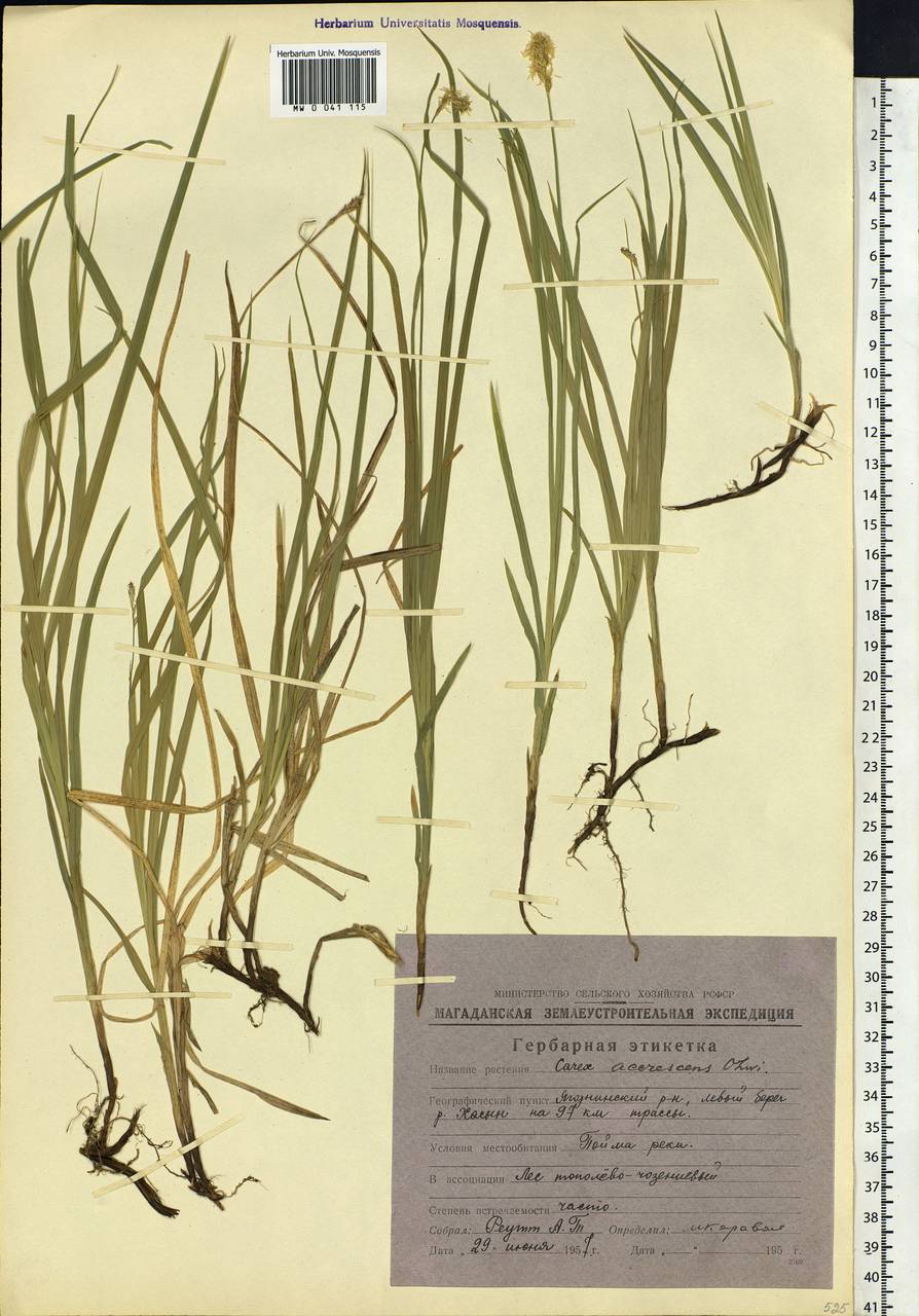 Carex accrescens Ohwi, Siberia, Chukotka & Kamchatka (S7) (Russia)