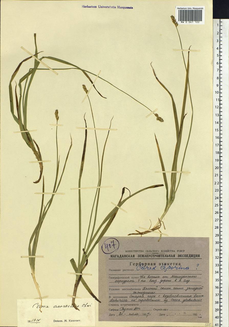 Carex accrescens Ohwi, Siberia, Chukotka & Kamchatka (S7) (Russia)