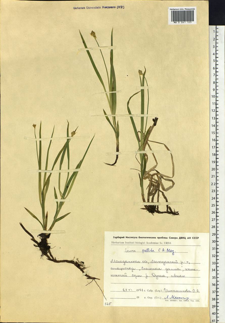 Carex accrescens Ohwi, Siberia, Chukotka & Kamchatka (S7) (Russia)
