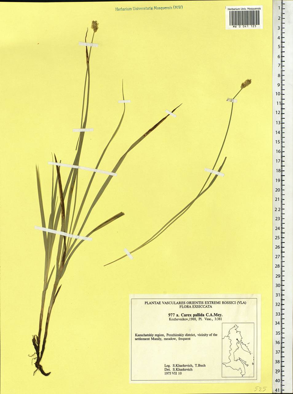 Carex accrescens Ohwi, Siberia, Chukotka & Kamchatka (S7) (Russia)