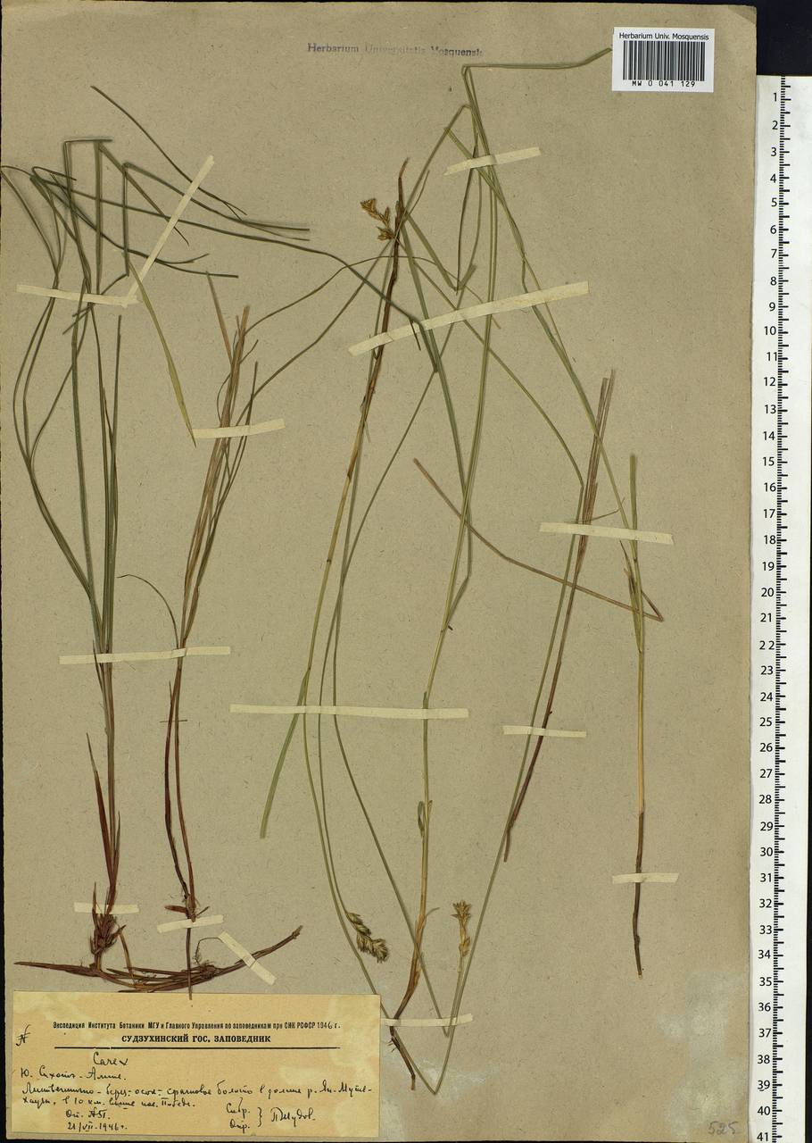 Carex accrescens Ohwi, Siberia, Russian Far East (S6) (Russia)