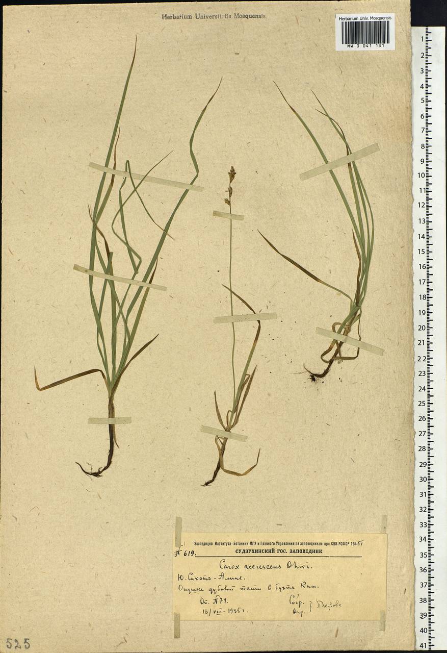 Carex accrescens Ohwi, Siberia, Russian Far East (S6) (Russia)