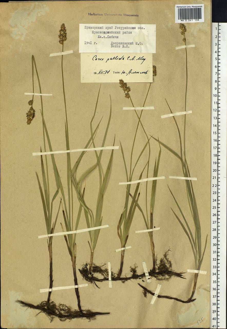 Carex accrescens Ohwi, Siberia, Russian Far East (S6) (Russia)