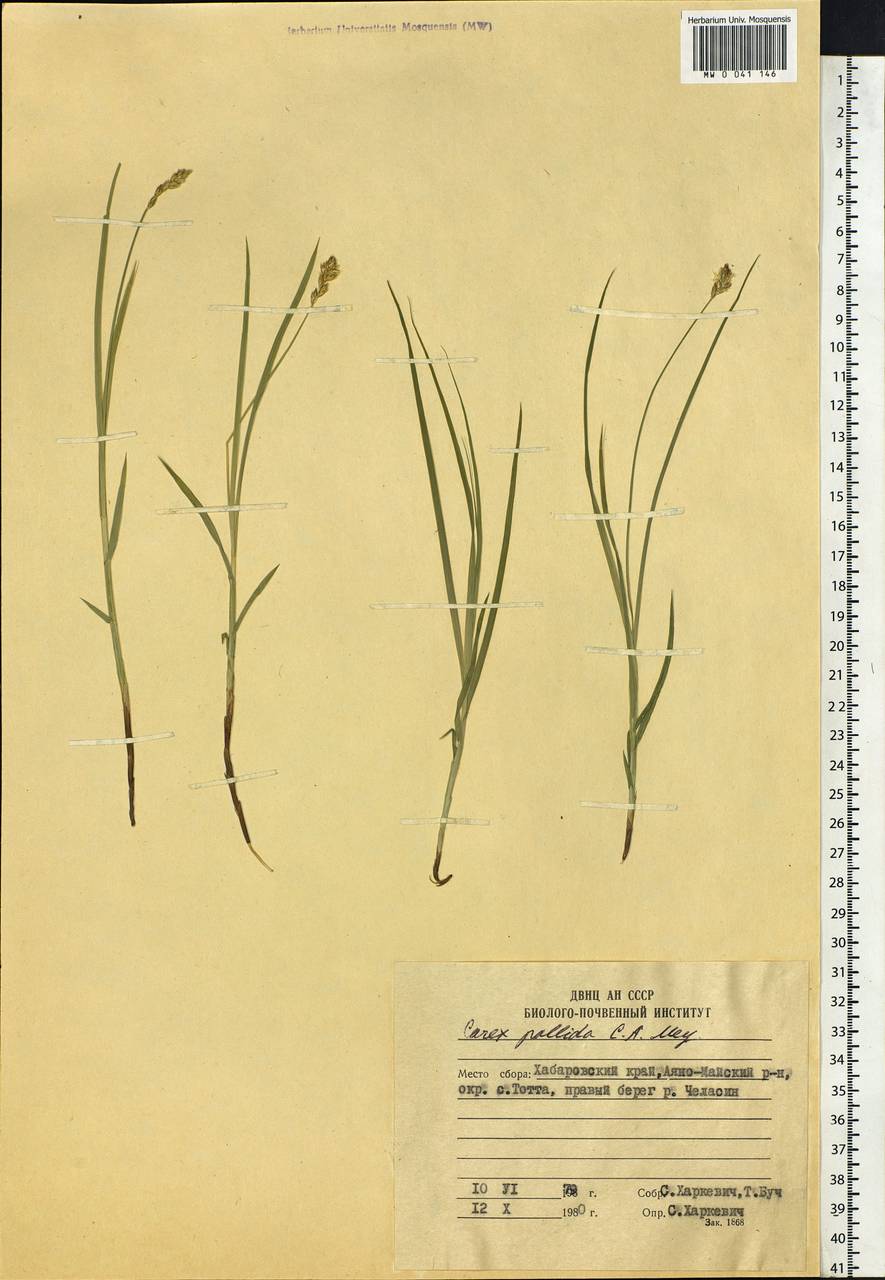 Carex accrescens Ohwi, Siberia, Russian Far East (S6) (Russia)