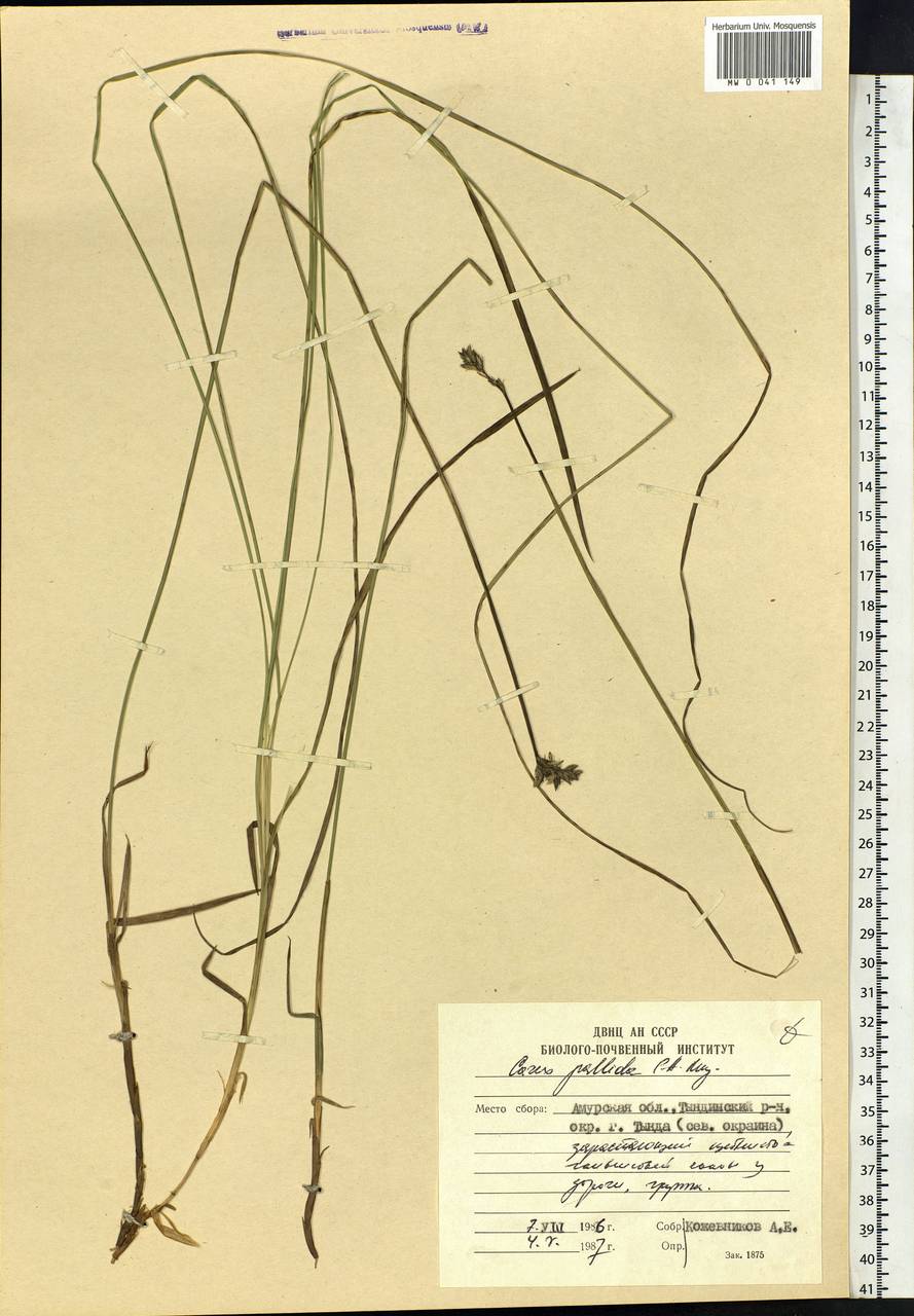 Carex accrescens Ohwi, Siberia, Russian Far East (S6) (Russia)