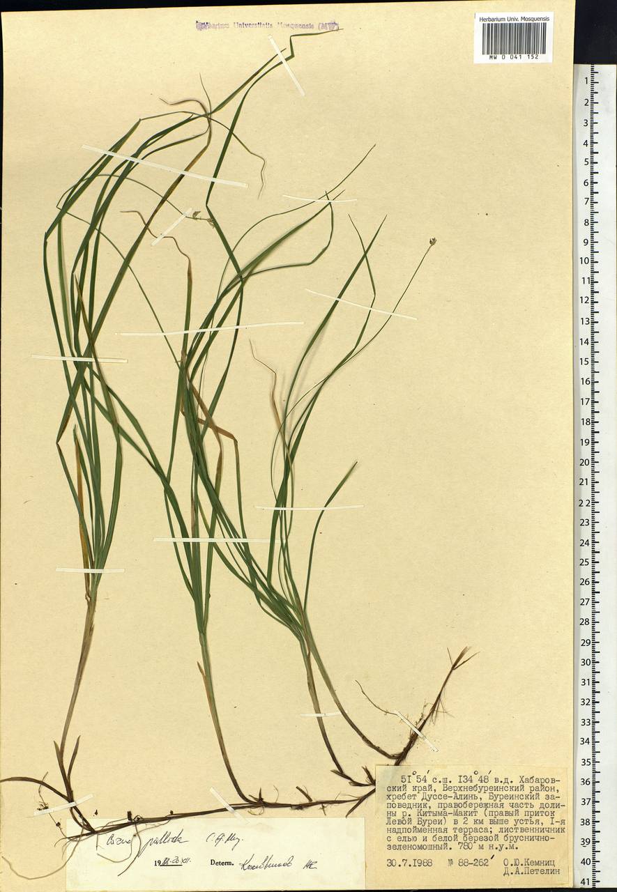 Carex accrescens Ohwi, Siberia, Russian Far East (S6) (Russia)