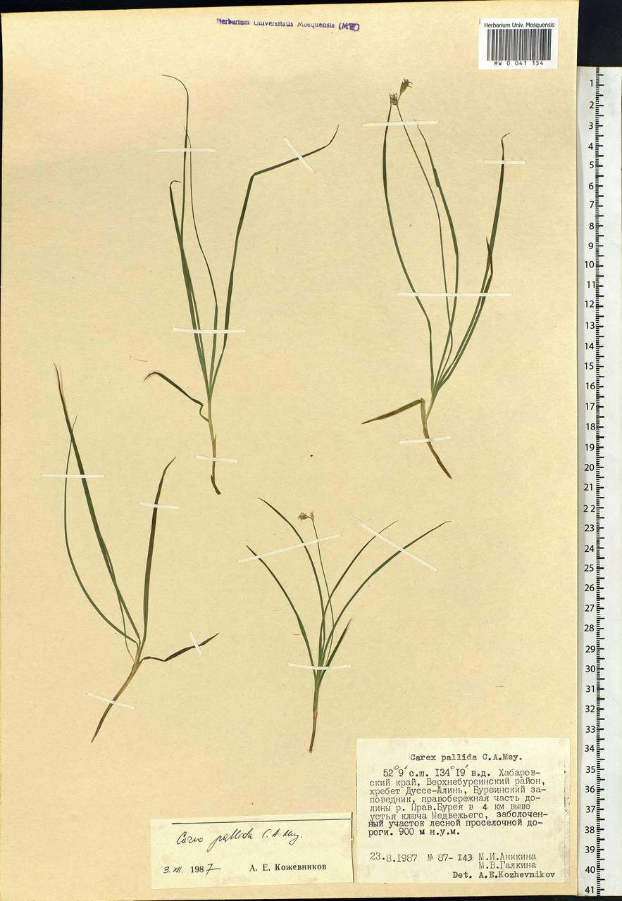 Carex accrescens Ohwi, Siberia, Russian Far East (S6) (Russia)