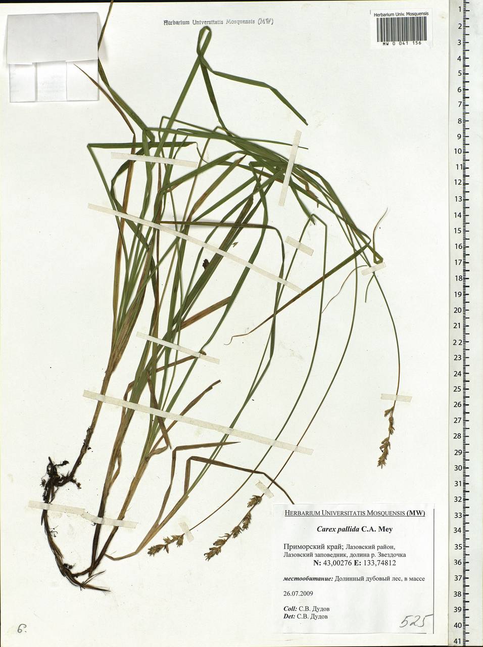 Carex accrescens Ohwi, Siberia, Russian Far East (S6) (Russia)