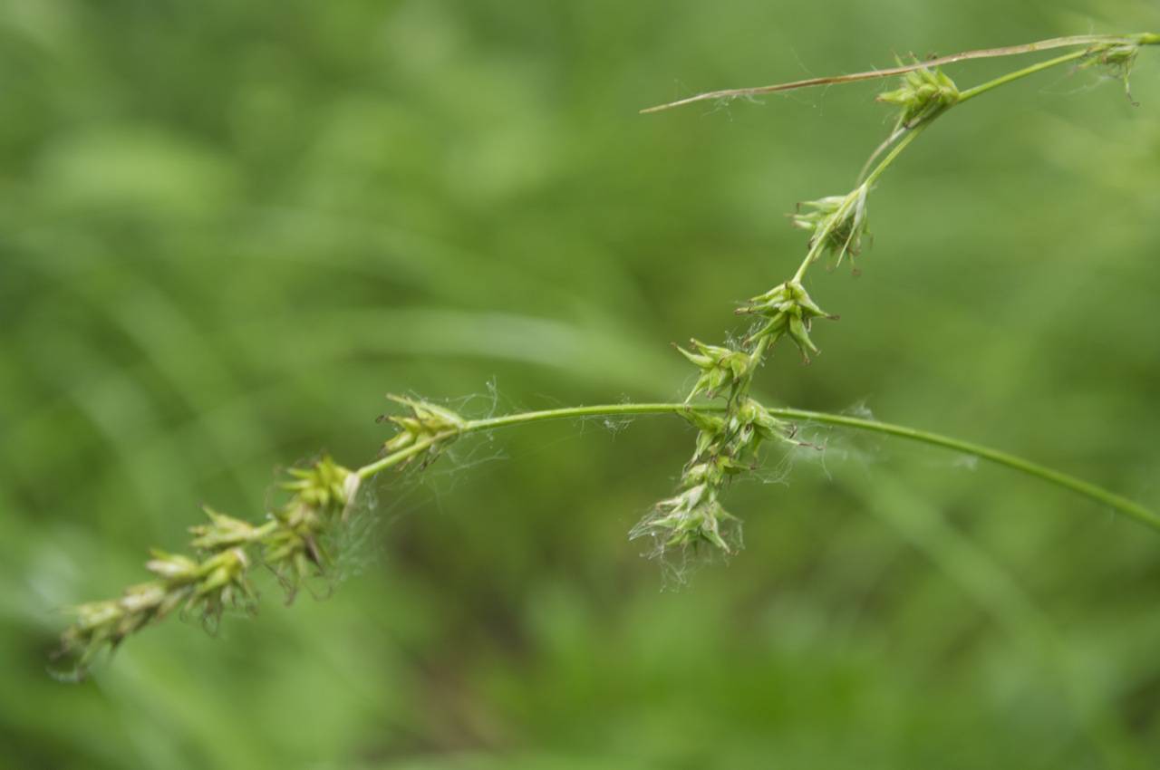 Carex accrescens Ohwi, Siberia, Russian Far East (S6) (Russia)