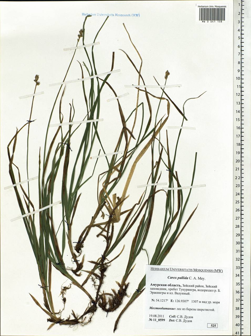 Carex accrescens Ohwi, Siberia, Russian Far East (S6) (Russia)