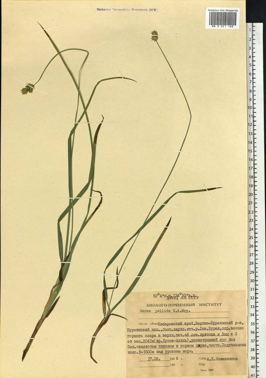 Carex accrescens Ohwi, Siberia, Russian Far East (S6) (Russia)