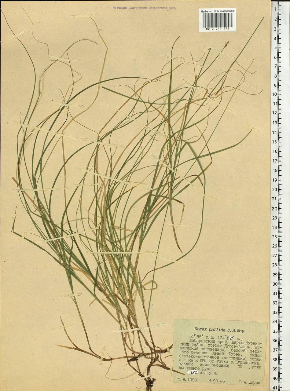 Carex accrescens Ohwi, Siberia, Russian Far East (S6) (Russia)