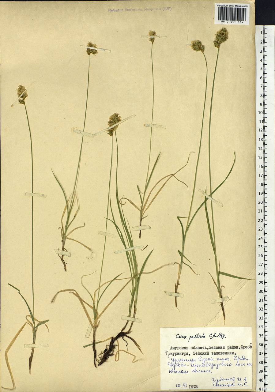 Carex accrescens Ohwi, Siberia, Russian Far East (S6) (Russia)