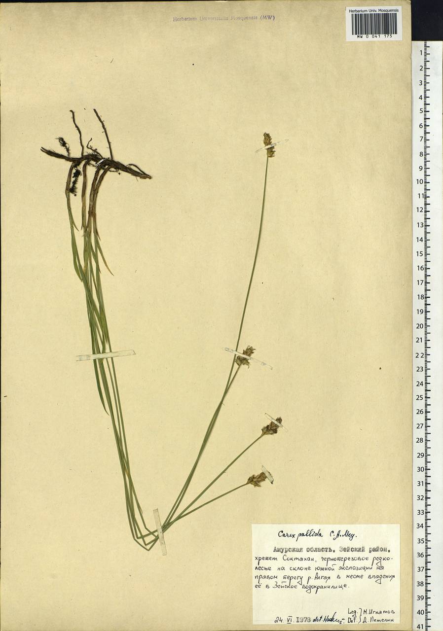 Carex accrescens Ohwi, Siberia, Russian Far East (S6) (Russia)