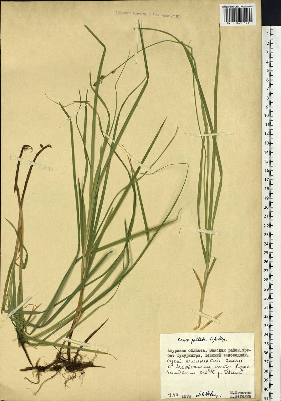 Carex accrescens Ohwi, Siberia, Russian Far East (S6) (Russia)