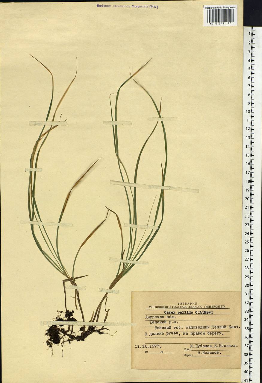 Carex accrescens Ohwi, Siberia, Russian Far East (S6) (Russia)