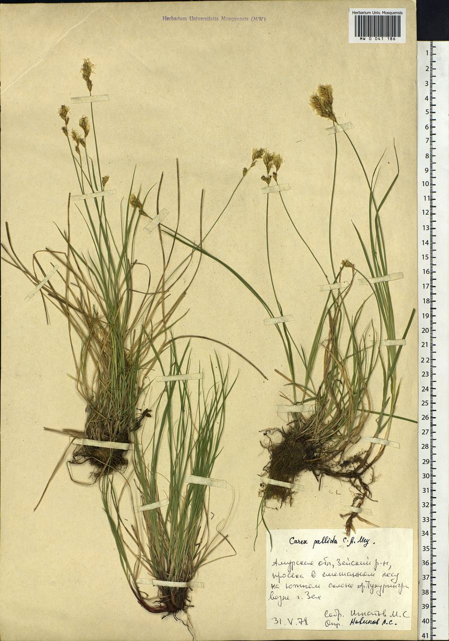 Carex accrescens Ohwi, Siberia, Russian Far East (S6) (Russia)