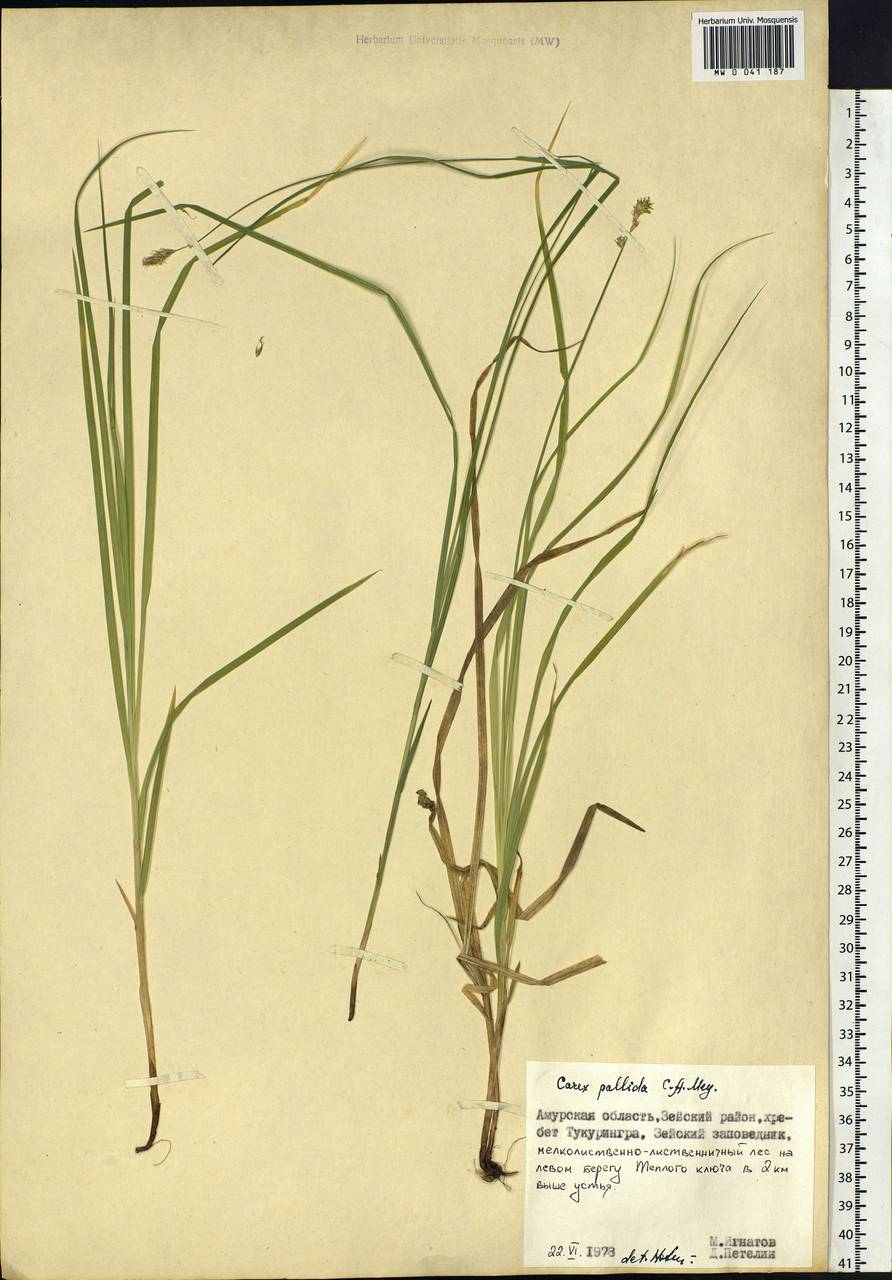 Carex accrescens Ohwi, Siberia, Russian Far East (S6) (Russia)