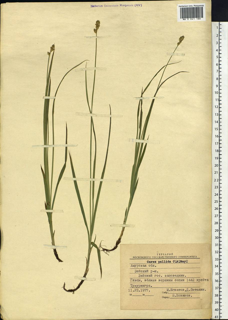 Carex accrescens Ohwi, Siberia, Russian Far East (S6) (Russia)