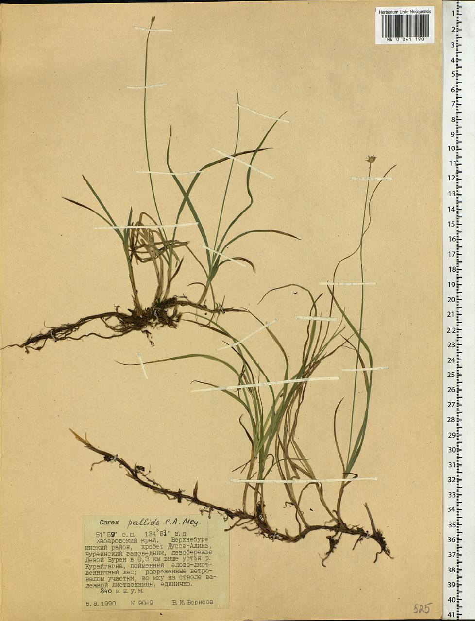 Carex accrescens Ohwi, Siberia, Russian Far East (S6) (Russia)