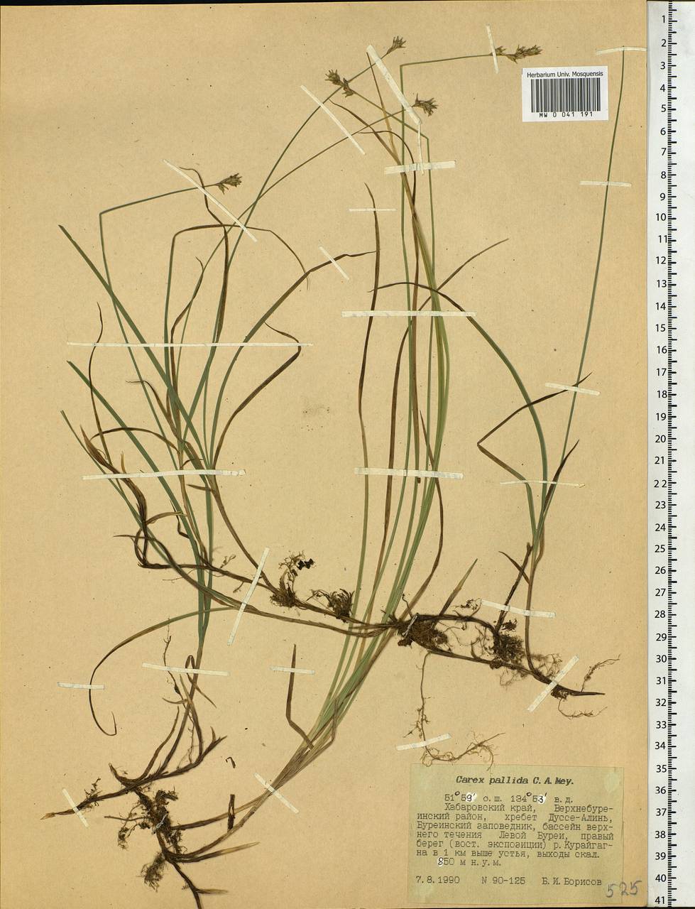 Carex accrescens Ohwi, Siberia, Russian Far East (S6) (Russia)