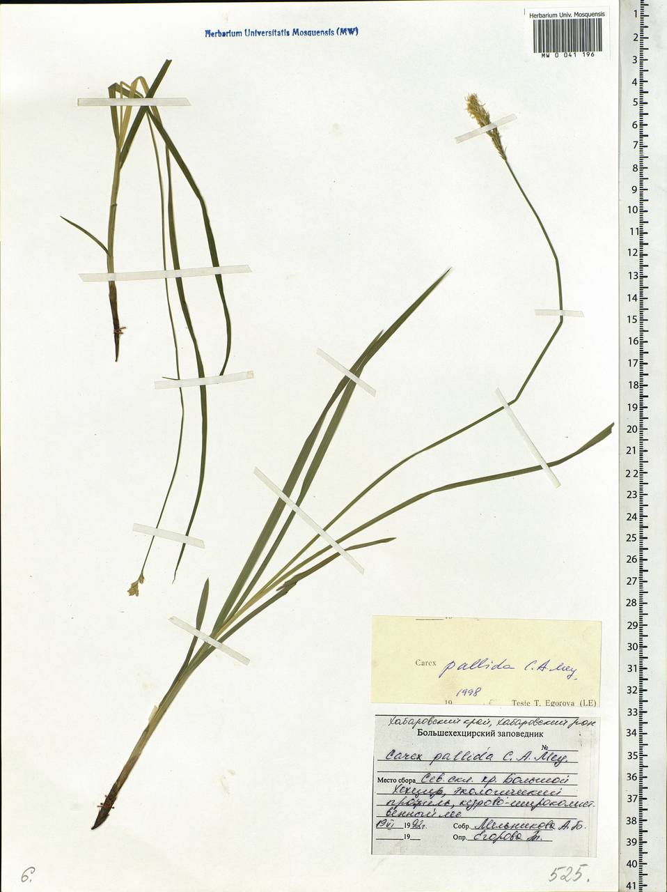 Carex accrescens Ohwi, Siberia, Russian Far East (S6) (Russia)