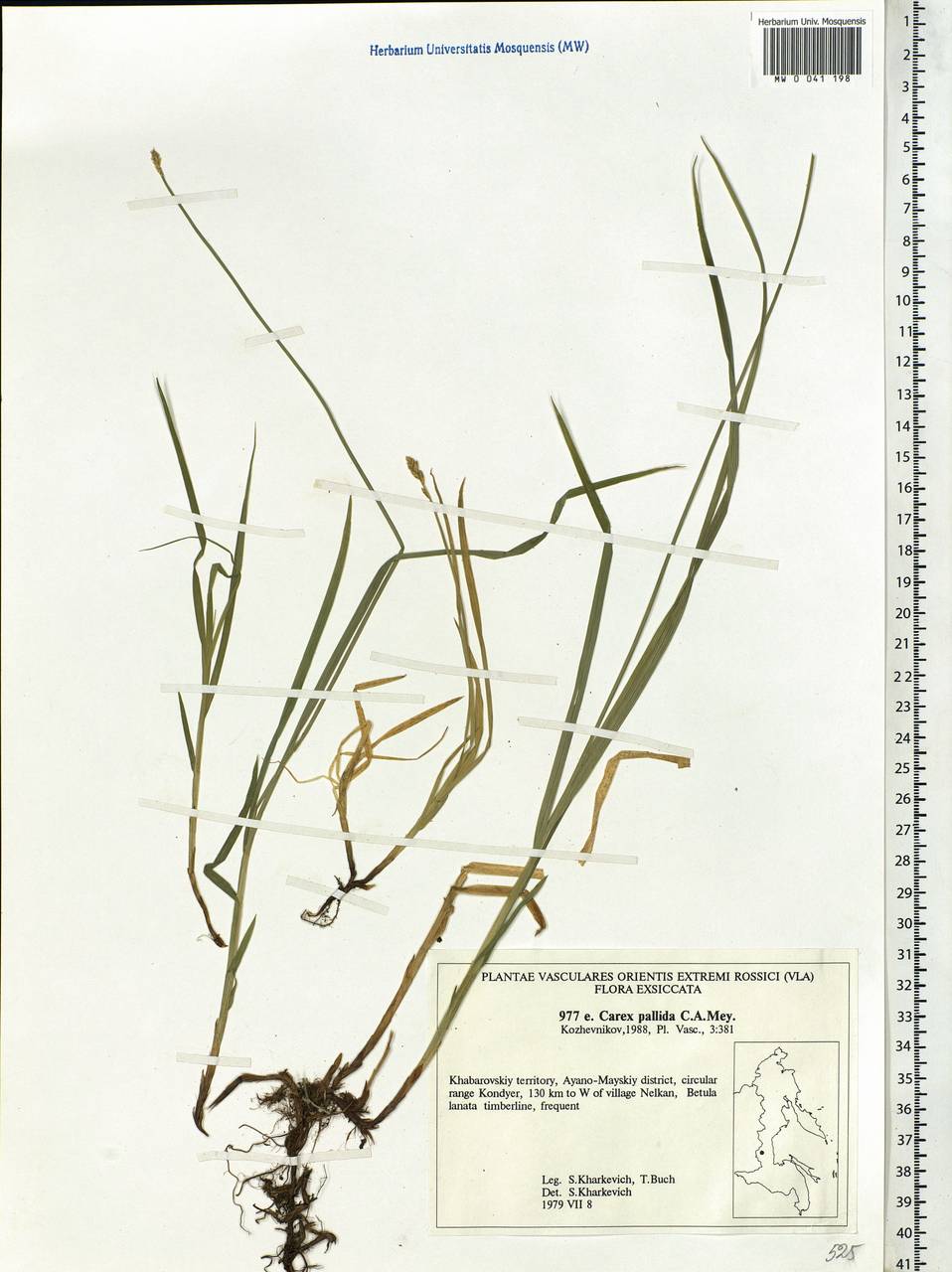 Carex accrescens Ohwi, Siberia, Russian Far East (S6) (Russia)