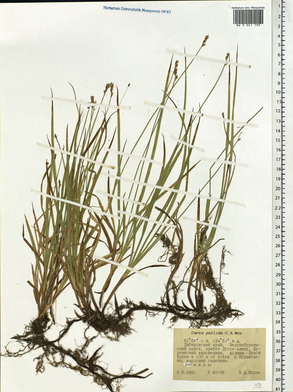 Carex accrescens Ohwi, Siberia, Russian Far East (S6) (Russia)