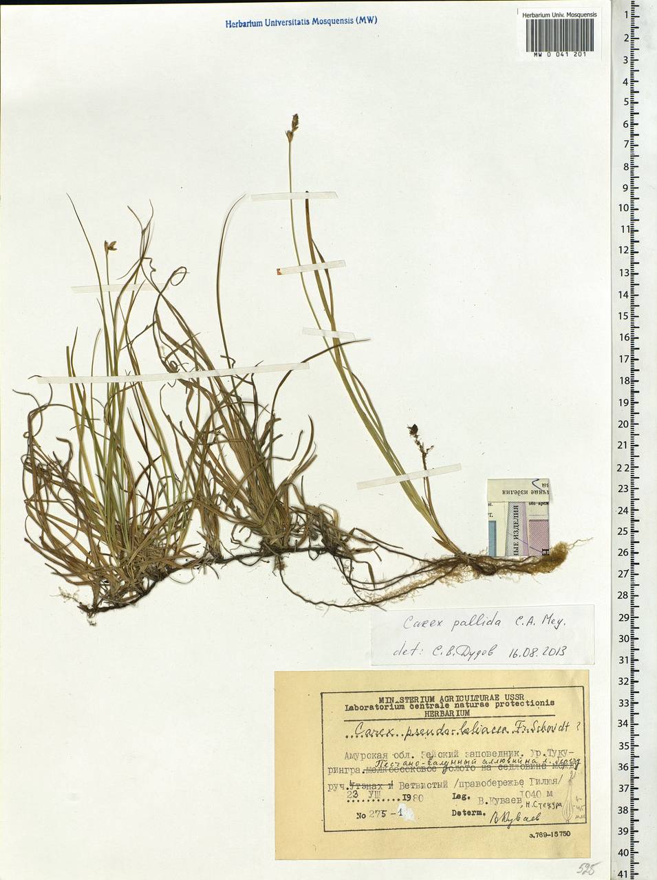 Carex accrescens Ohwi, Siberia, Russian Far East (S6) (Russia)