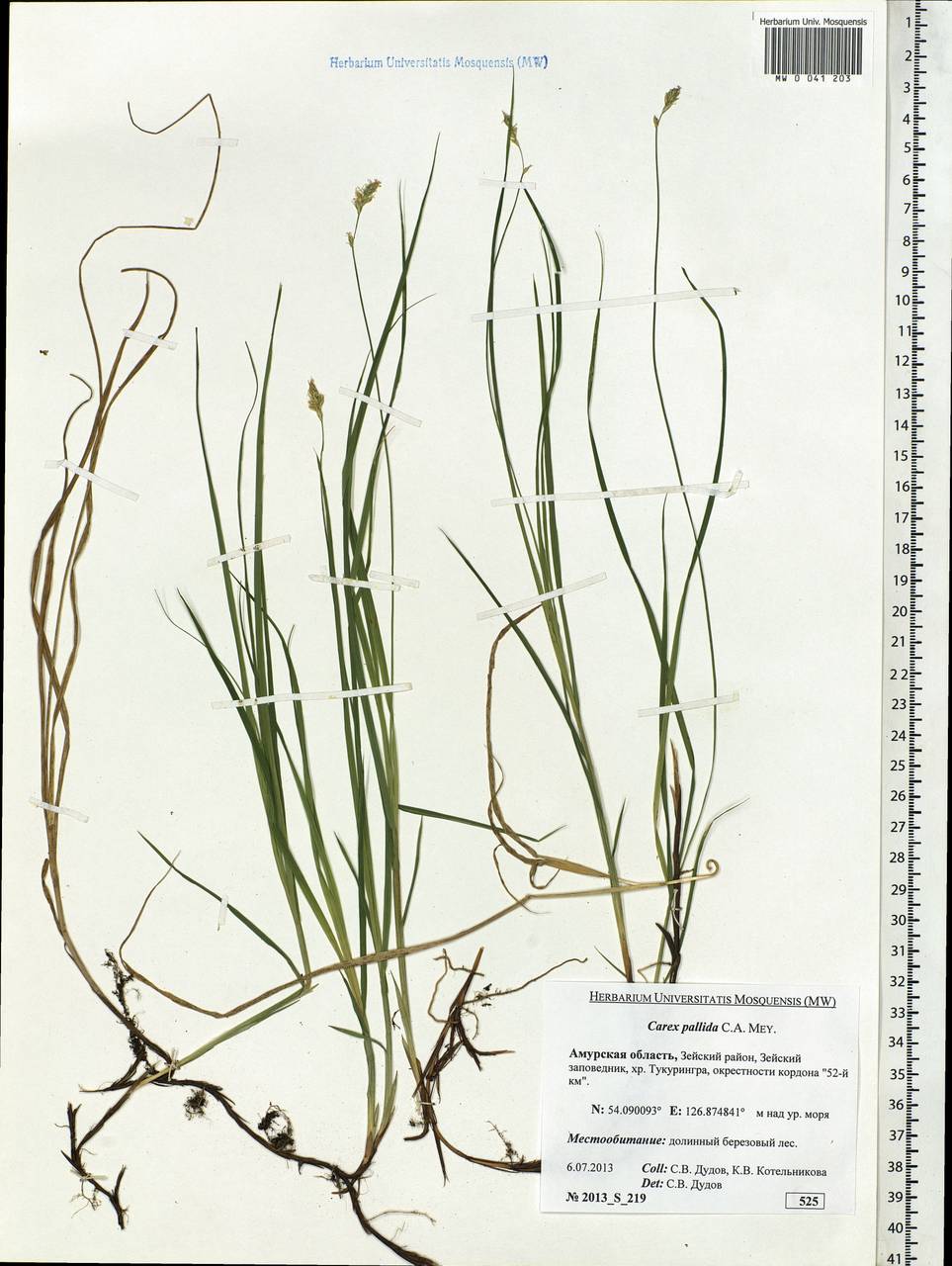 Carex accrescens Ohwi, Siberia, Russian Far East (S6) (Russia)