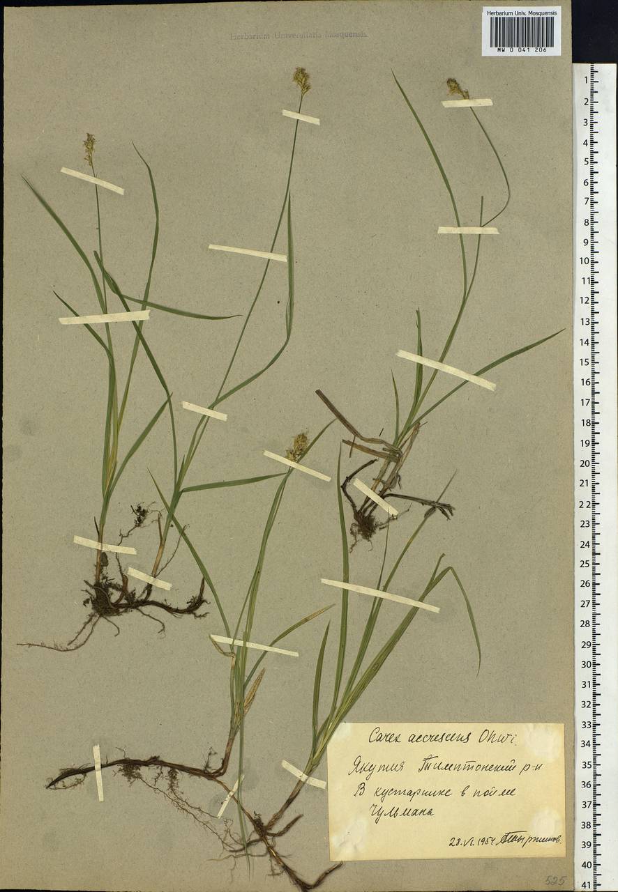Carex accrescens Ohwi, Siberia, Yakutia (S5) (Russia)