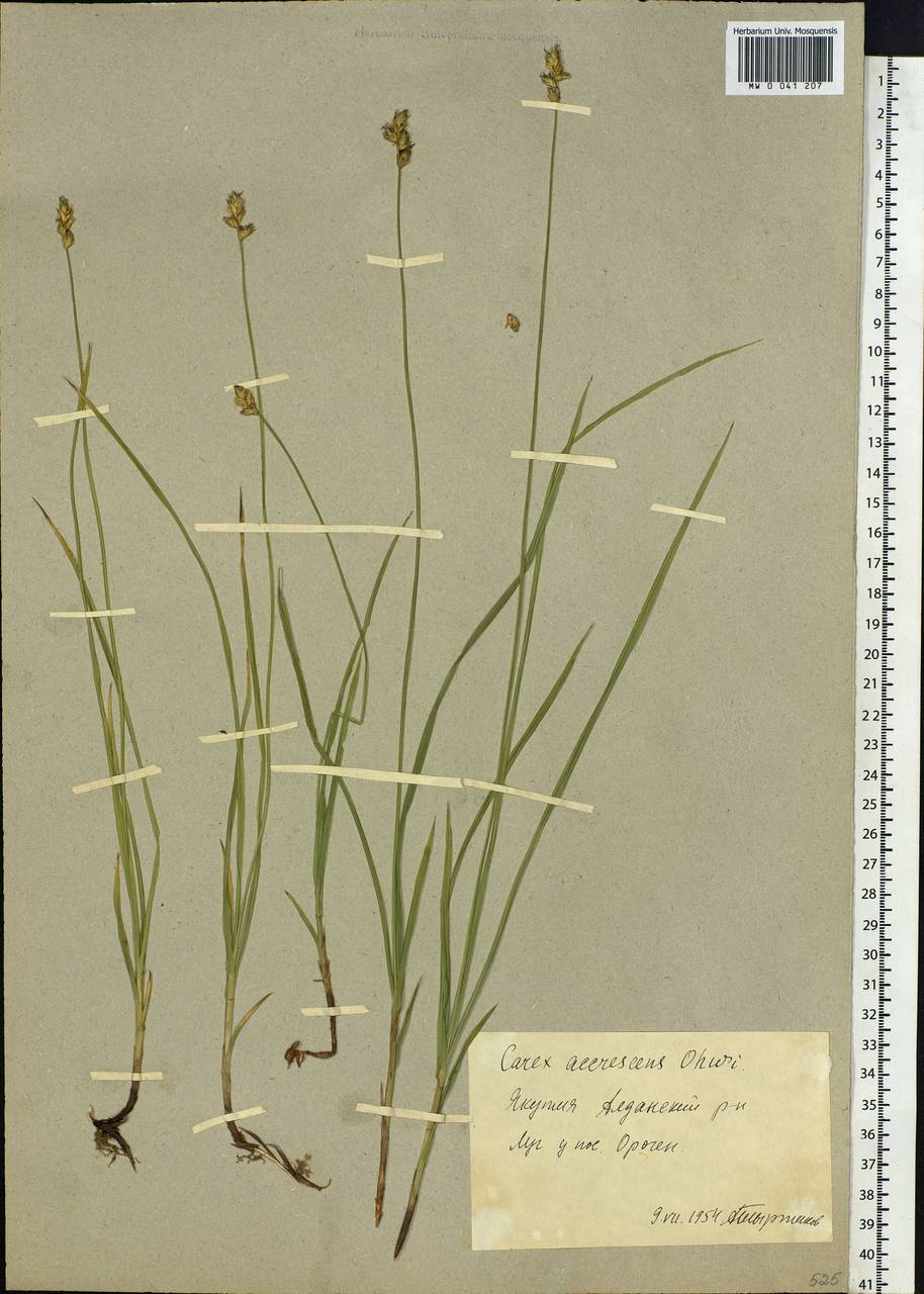 Carex accrescens Ohwi, Siberia, Yakutia (S5) (Russia)