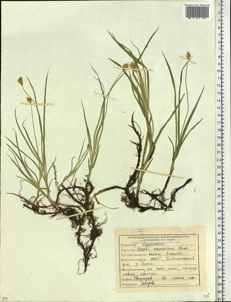 Carex accrescens Ohwi, Siberia, Yakutia (S5) (Russia)