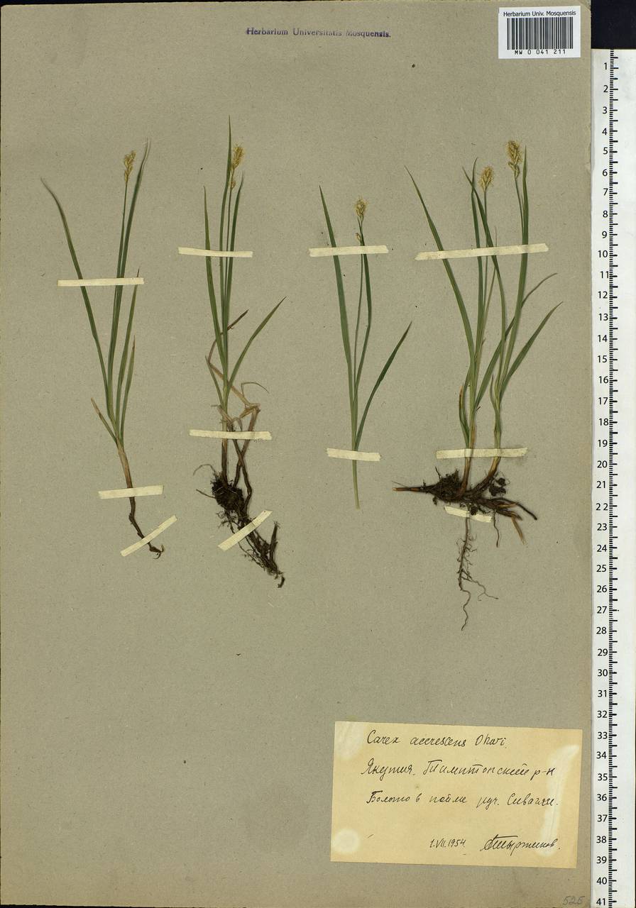 Carex accrescens Ohwi, Siberia, Yakutia (S5) (Russia)