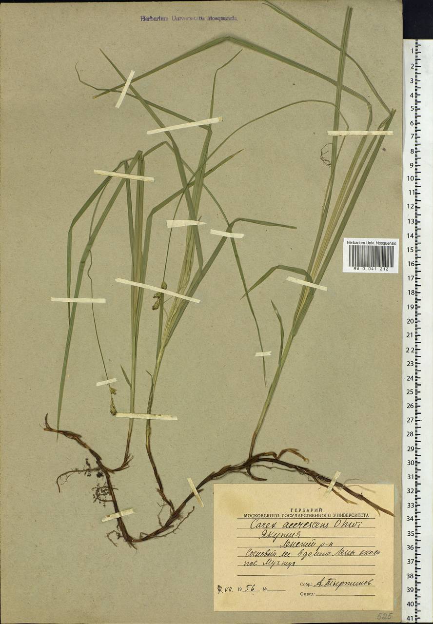 Carex accrescens Ohwi, Siberia, Yakutia (S5) (Russia)
