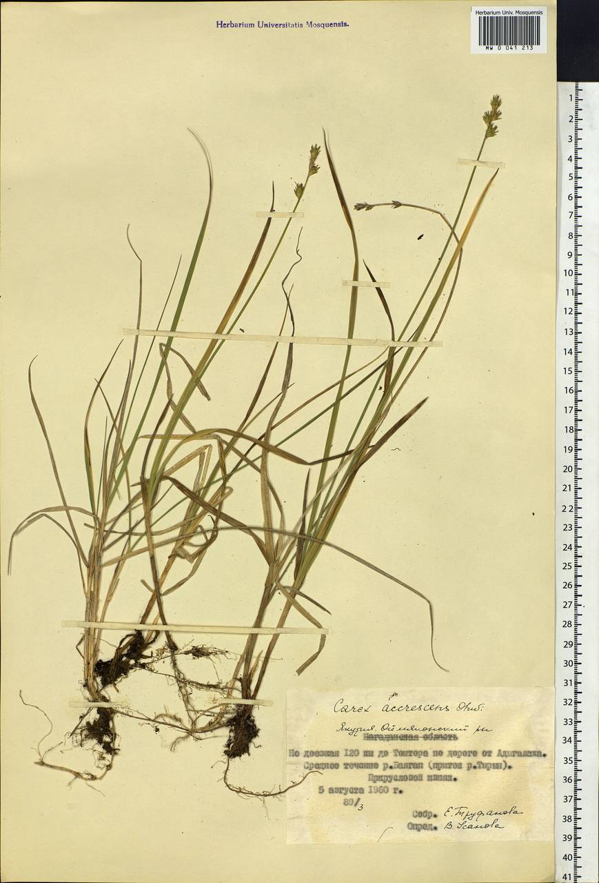 Carex accrescens Ohwi, Siberia, Yakutia (S5) (Russia)