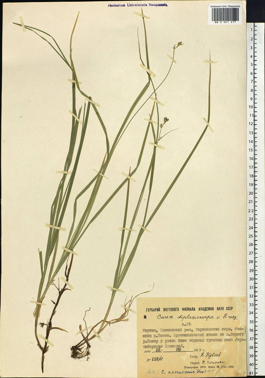 Carex accrescens Ohwi, Siberia, Yakutia (S5) (Russia)