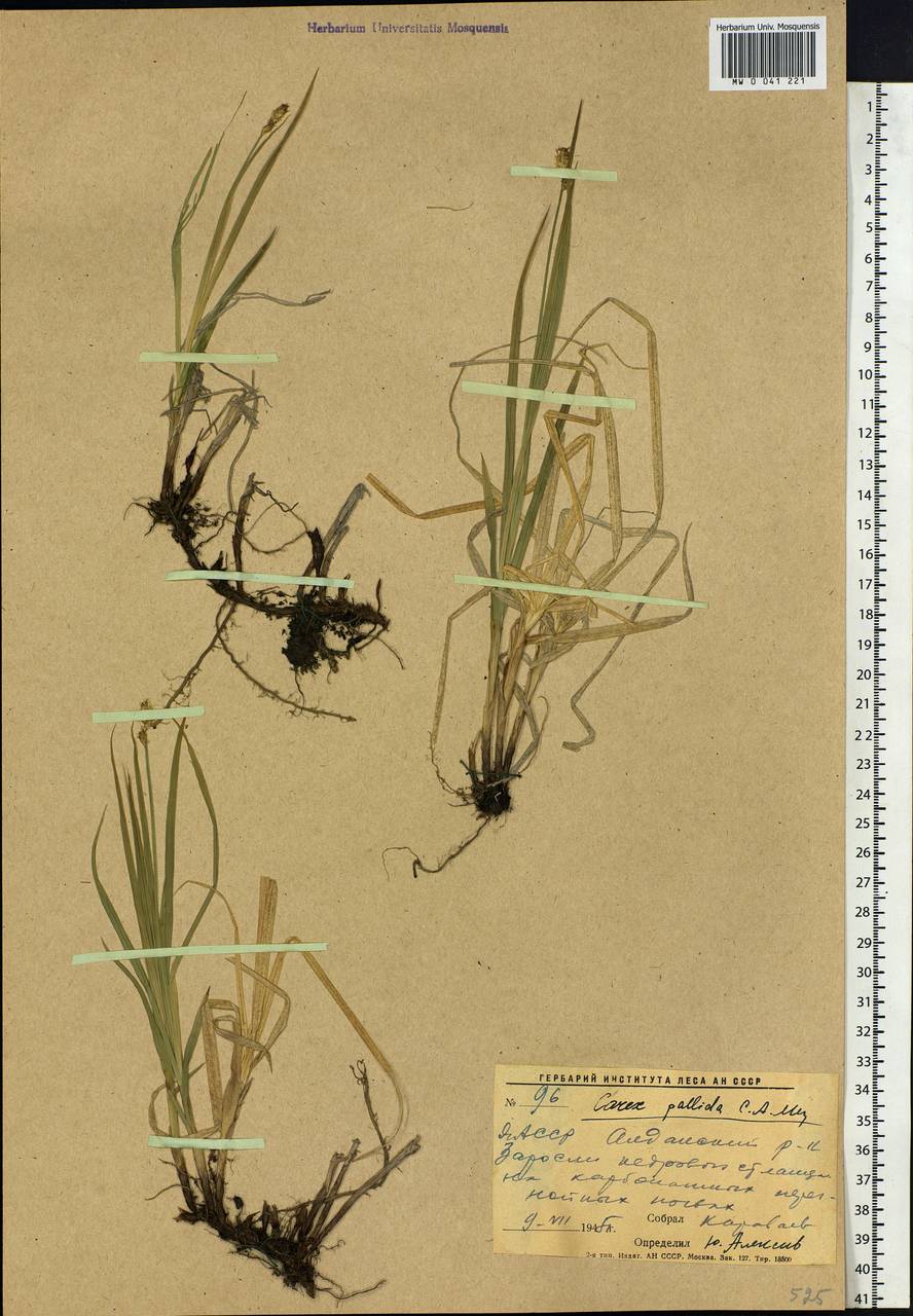 Carex accrescens Ohwi, Siberia, Yakutia (S5) (Russia)