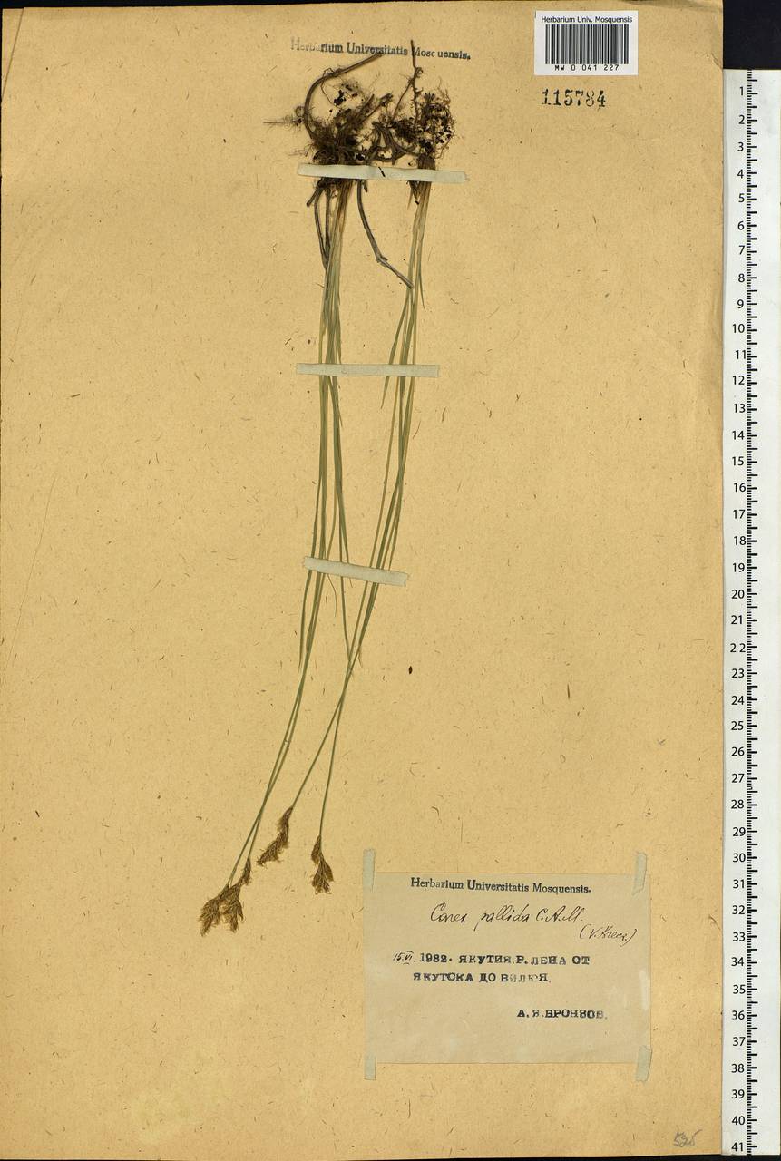 Carex accrescens Ohwi, Siberia, Yakutia (S5) (Russia)