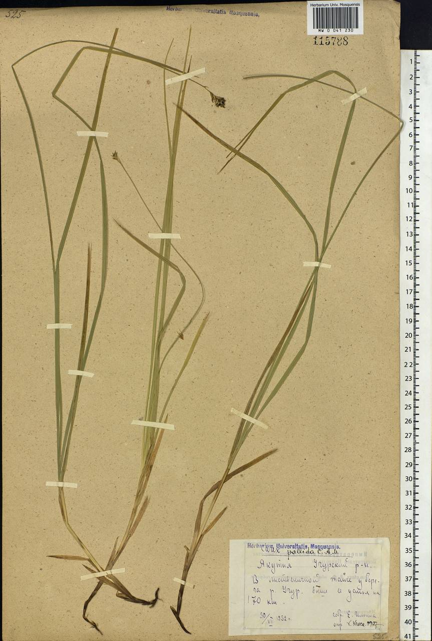 Carex accrescens Ohwi, Siberia, Yakutia (S5) (Russia)