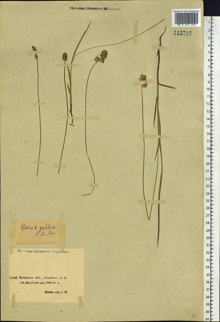 Carex accrescens Ohwi, Siberia, Baikal & Transbaikal region (S4) (Russia)