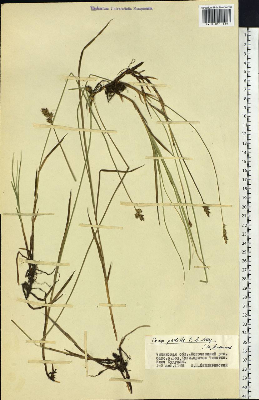 Carex accrescens Ohwi, Siberia, Baikal & Transbaikal region (S4) (Russia)