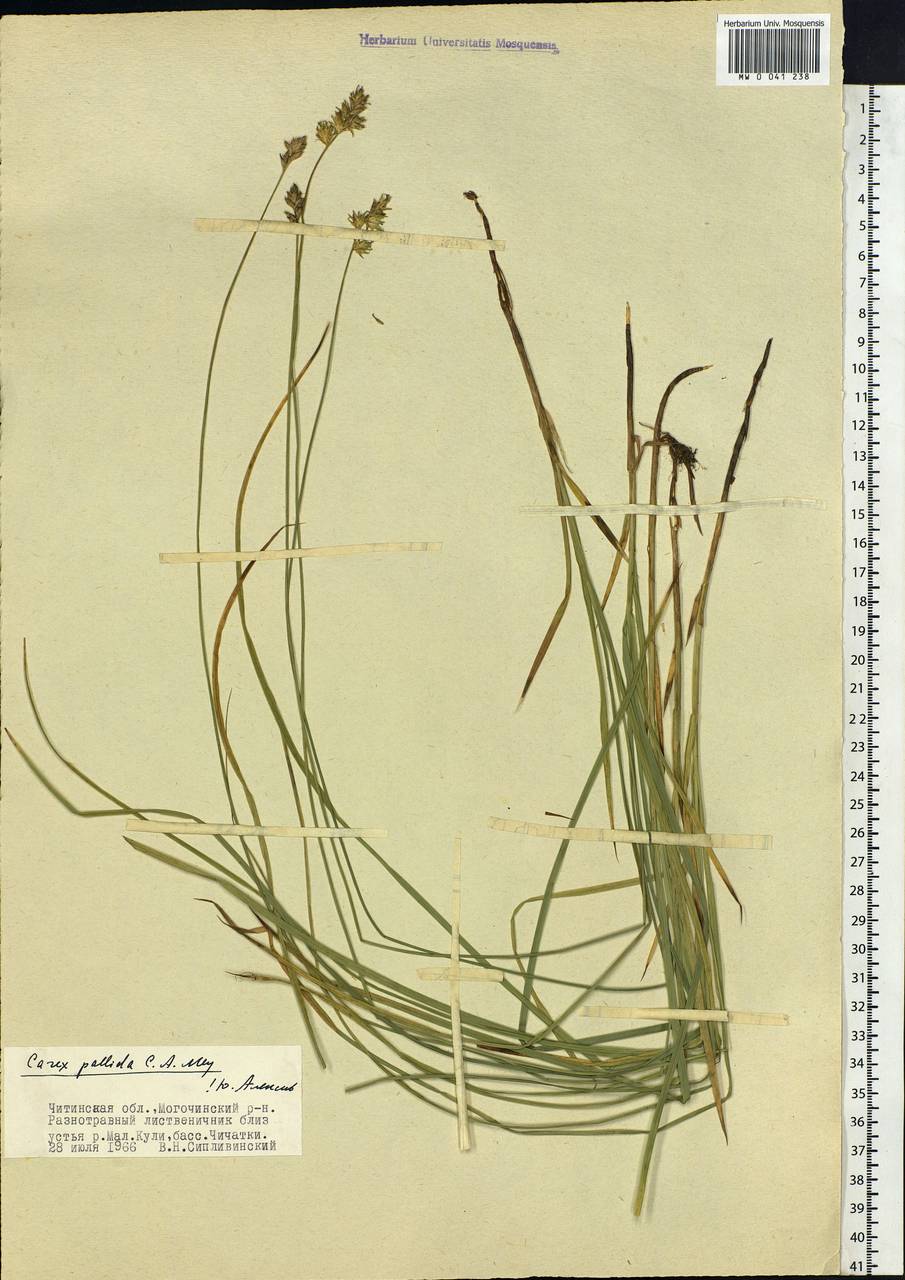 Carex accrescens Ohwi, Siberia, Baikal & Transbaikal region (S4) (Russia)