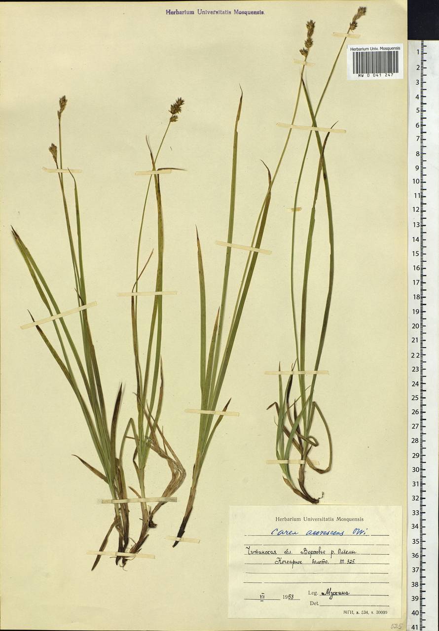Carex accrescens Ohwi, Siberia, Baikal & Transbaikal region (S4) (Russia)
