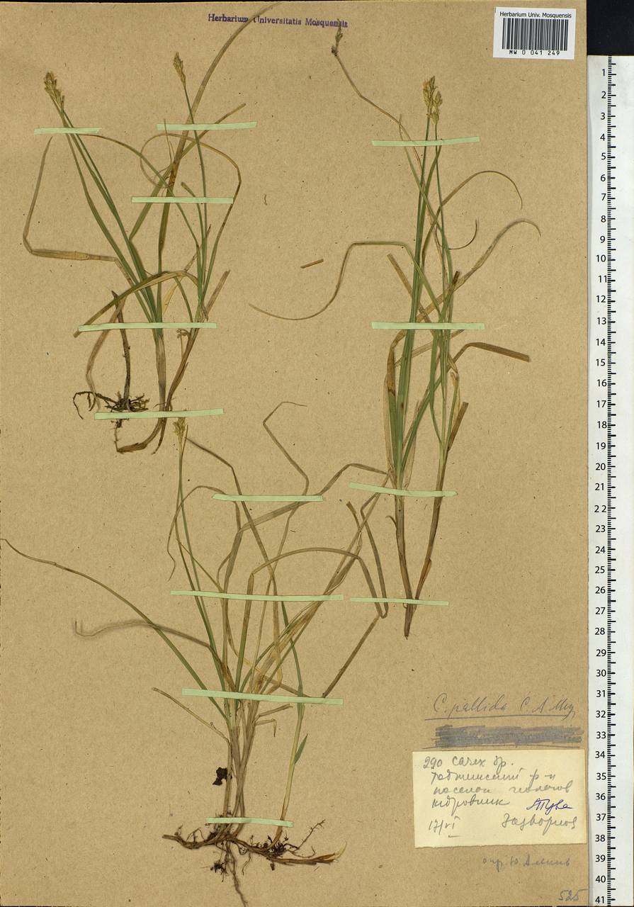 Carex accrescens Ohwi, Siberia, Altai & Sayany Mountains (S2) (Russia)